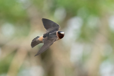 Cliff Swallow