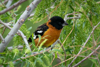 Black-headed Grosbeak