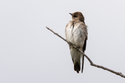 Northern Rough-winged Swallow