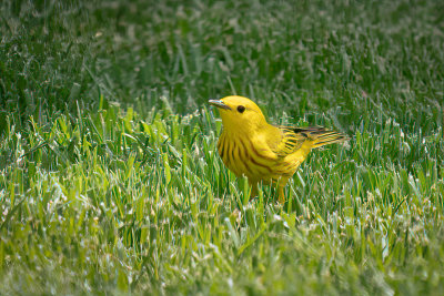 Yellow Warbler