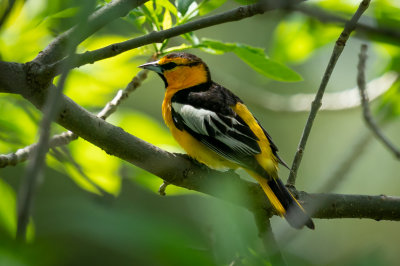 Bullock's Oriole