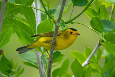 Wilson's Warbler