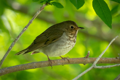 Swainson's Thrush