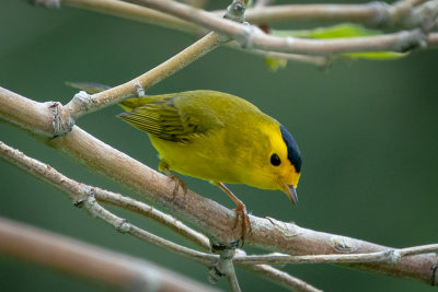Wilson's Warbler