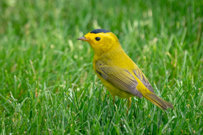 Wilson's Warbler