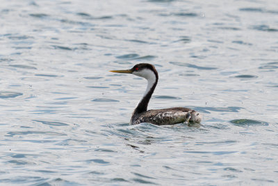 Western Grebe