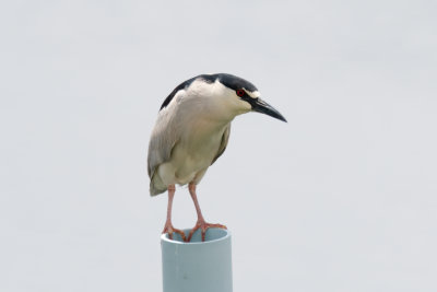 Black-crowned Night-Heron