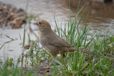 Canyon Towhee