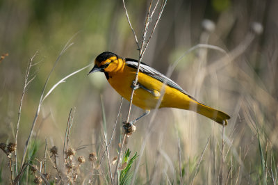 Bullock's Oriole