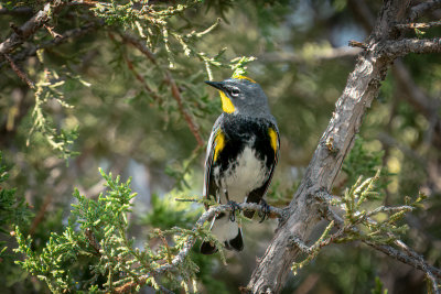 Yellow-rumped Warbler
