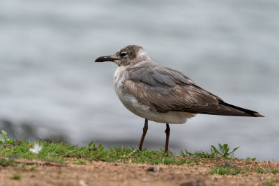 Laughing Gull