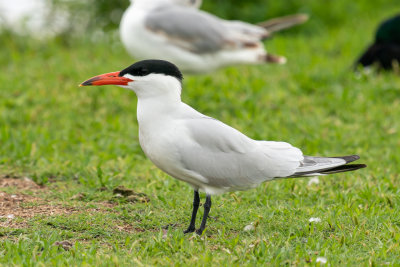 Caspian Tern