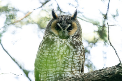 Long-eared Owl