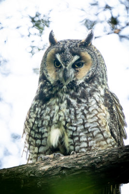 Long-eared Owl