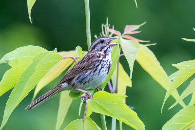 Song Sparrow