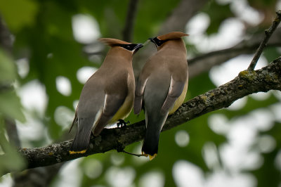 Cedar Waxwings