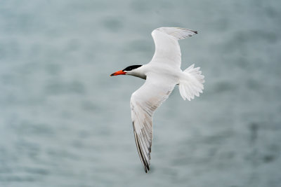 Caspain Tern