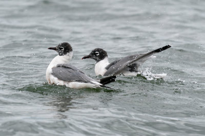 Franklin's Gulls