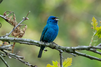 Indigo Bunting