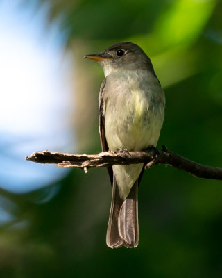 Eastern Wood-Pewee