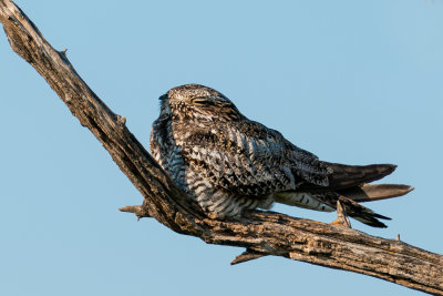 Common Nighthawk