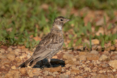 Horned Lark (juvenile)