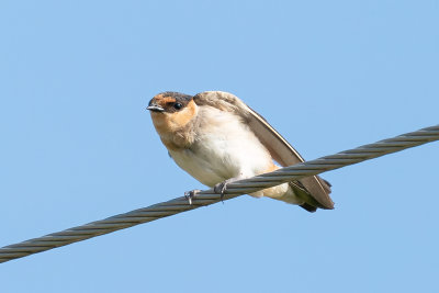 Cave Swallow