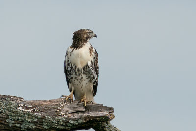 Red-tailed Hawk