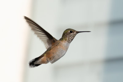 Calliope Hummingbird