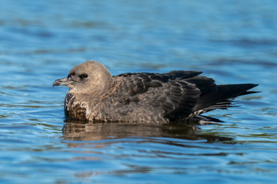 Pomarine Jaeger