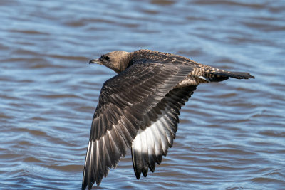 Pomarine Jaeger
