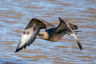 Pomarine Jaeger