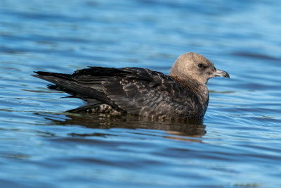 Pomarine Jaeger