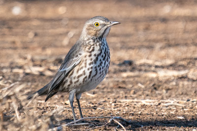 Sage Thrasher