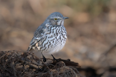 Sage Thrasher