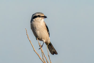 Northern Shrike
