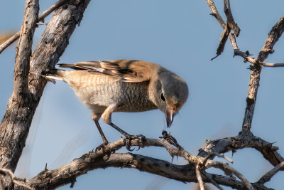 Northern Shrike