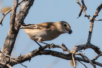 Northern Shrike