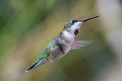 Ruby-throated Hummingbird