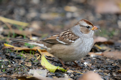White-crowned Sparrow