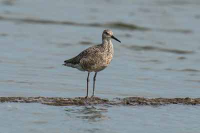 Willet
