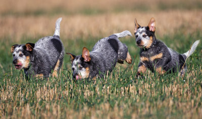 cattle-dog-pup-sequence_29372317420_o.jpg