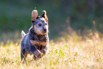 cattle-dog-puppy_29328452876_o.jpg