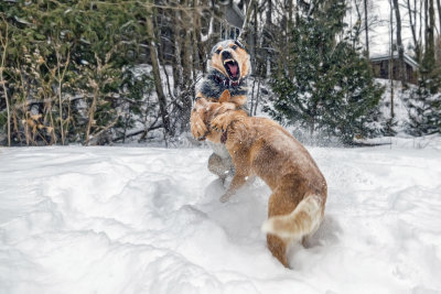 more-puppy-snow-fun_46013054495_o.jpg