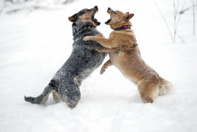 snow-day-fun--daily-dozen_32667682922_o.jpg