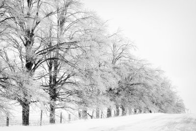 ice-storm_30513229930_o.jpg