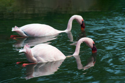 Flamingos Gallery