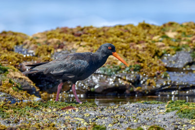 Sooty Oyster Catcher