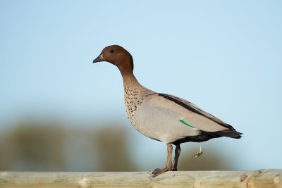 Australian Wood Duck Gallery