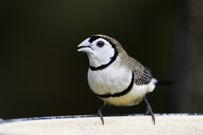 Double Barred Finch Gallery